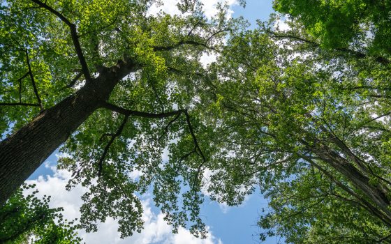 Images of trees shot from the ground, looking up at the sky. 
